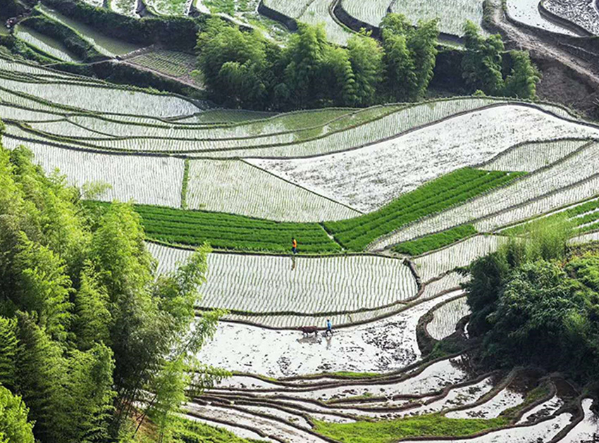 种植基地