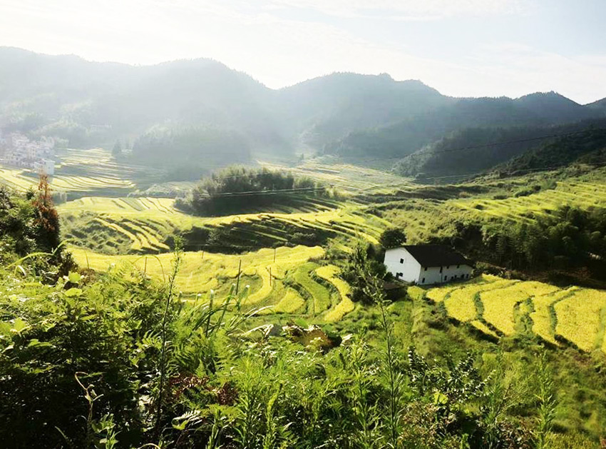 种植基地