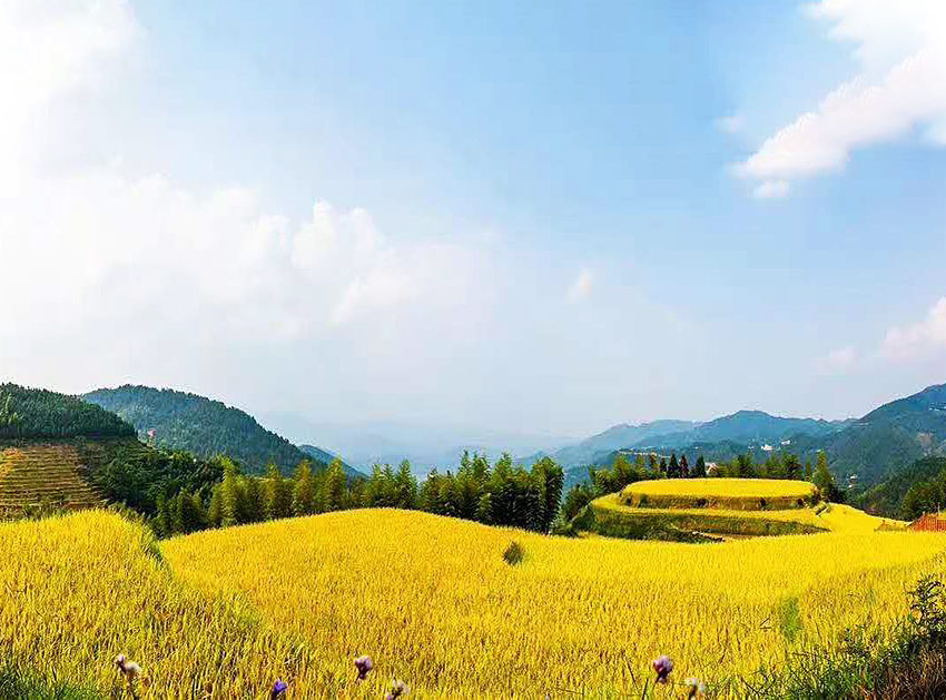 种植基地